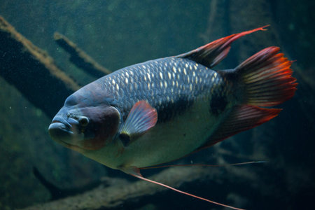 Giant gourami (Osphronemus goramy). Freshwater fish.