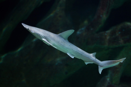 Bonnethead shark (Sphyrna tiburo), also known as the shovelhead shark.の写真素材