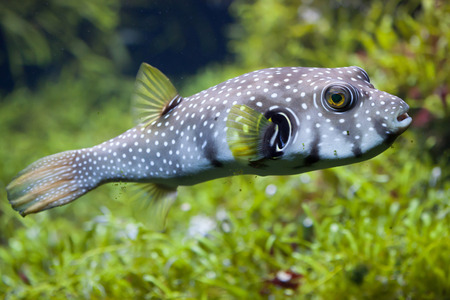 White-spotted puffer (Arothron hispidus). Marine fish.の写真素材