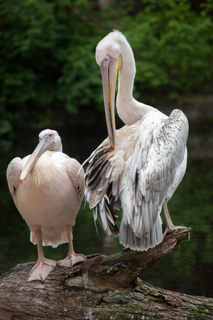 Great white pelican (Pelecanus onocrotalus), also known as the rosy pelican. の写真素材