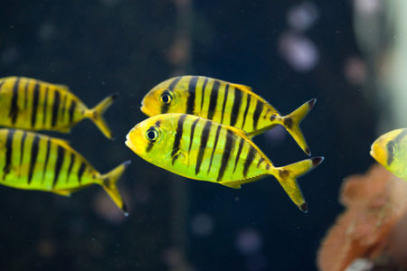 Golden trevally (Gnathanodon speciosus). Marine fish.