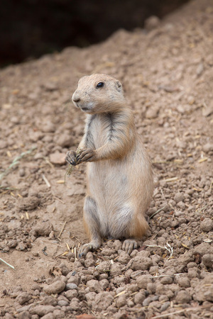 Black-tailed prairie dog (Cynomys ludovicianus).の写真素材