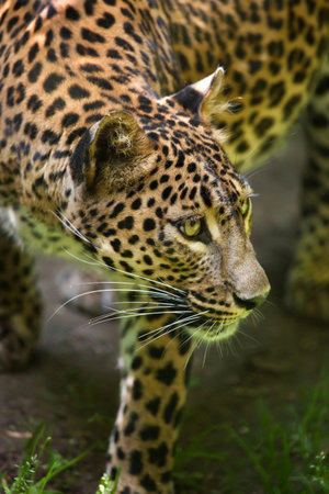 Sri Lankan leopard (Panthera pardus kotiya), also known as the Ceylon Leopard.