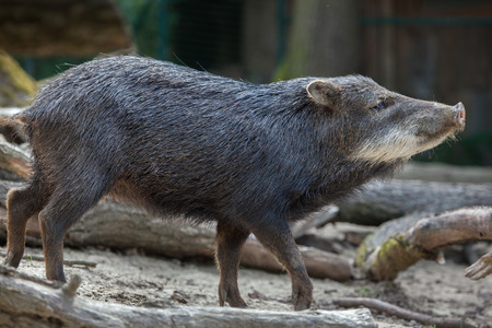 Southern white-lipped peccary (Tayassu pecari albirostris).の写真素材
