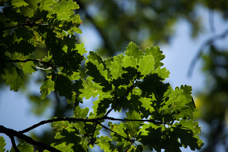 Pedunculate oak (Quercus robus) in summerの写真素材