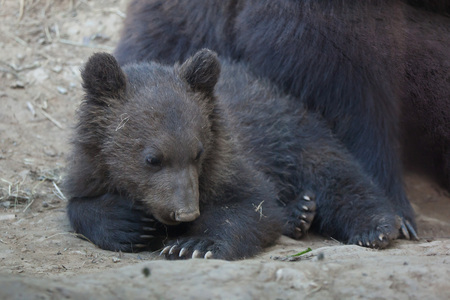 Newborn Kamchatka brown bear (Ursus arctos beringianus), also known as the Far Eastern brown bear.の写真素材