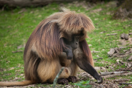 Gelada baboon (Theropithecus gelada), also known as the bleeding-heart monkey.の写真素材
