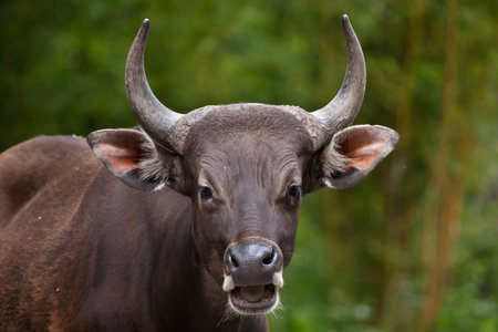 Javan banteng (Bos javanicus), also known as the tembadau.
