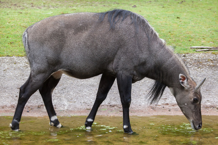 Nilgai (Boselaphus tragocamelus), also known as the nilgau or blue bull.の写真素材