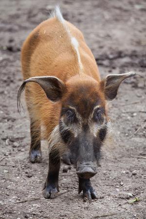 Red river hog (Potamochoerus porcus), also known as the bush pig.の写真素材