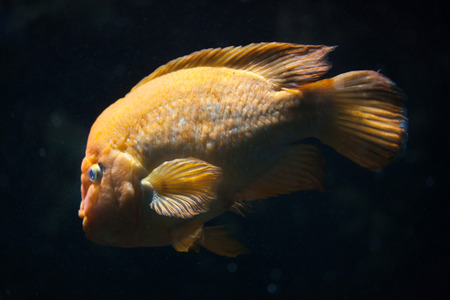 Midas cichlid (Amphilophus citrinellus). Freshwater fish.の写真素材
