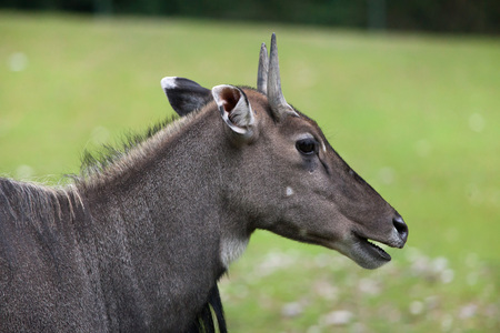 Nilgai (Boselaphus tragocamelus), also known as the nilgau or blue bull.の写真素材