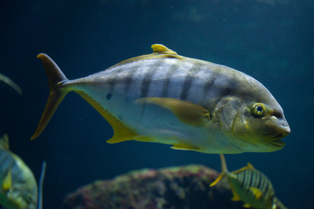 Golden trevally (Gnathanodon speciosus), also known as the golden kingfish.の写真素材