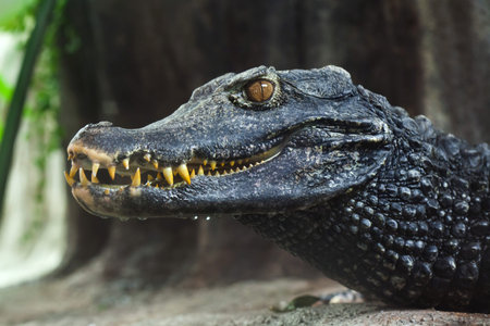Cuvier dwarf caiman (Paleosuchus palpebrosus).の写真素材