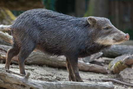 Southern white-lipped peccary (Tayassu pecari albirostris).の写真素材