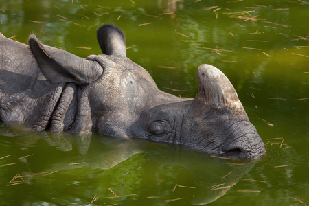 Indian rhinoceros (Rhinoceros unicornis). Wildlife animal.の写真素材