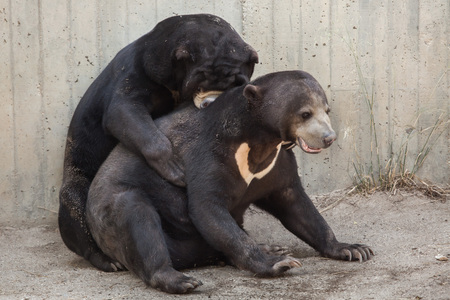 Malayan sun bears (Helarctos malayanus) have sex. の写真素材