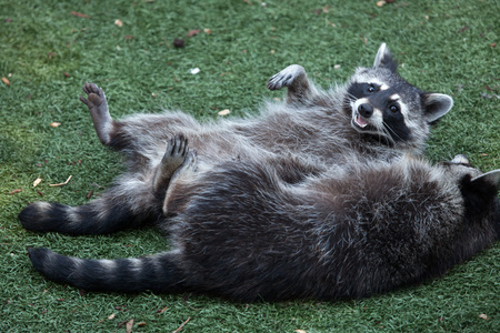 Raccoon (Procyon lotor), also known as the North American raccoon.の写真素材