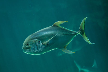 Bigeye trevally (Caranx sexfasciatus), also known as the great trevally.