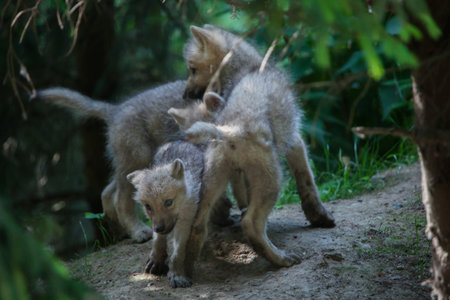 Newborn Arctic wolf (Canis lupus arctos), also known as the Melville Island wolf.の写真素材