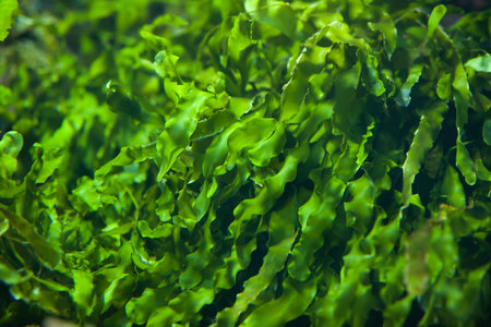 Green seaweed (Ulva compressa). Marine fish.