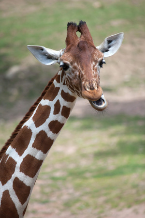 Reticulated giraffe (Giraffa camelopardalis reticulata), also known as the Somali giraffe.の写真素材