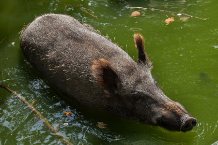 Wild boar (Sus scrofa), also known as the wild swine or Eurasian wild pig.