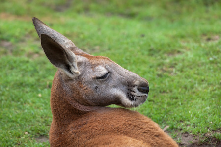 Red kangaroo (Macropus rufus). Wildlife animal. の写真素材