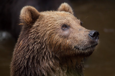 Kamchatka brown bear (Ursus arctos beringianus), also known as the Far Eastern brown bear.
