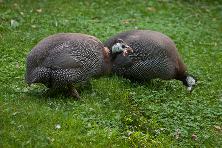 Domesticated guineafowl (Numida meleagris f. domestica).の写真素材
