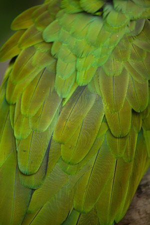 Green military macaw (Ara militaris). Plumage texture.の写真素材