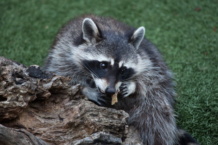 Raccoon (Procyon lotor), also known as the North American raccoon. の写真素材