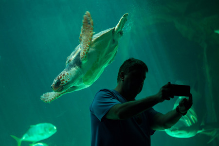 MADRID, SPAIN - JULY 6, 2016: Visitor makes a selfie while the loggerhead sea turtle (Caretta caretta), also known as the loggerhead swimming in Madrid Aquarium, Spain.の写真素材