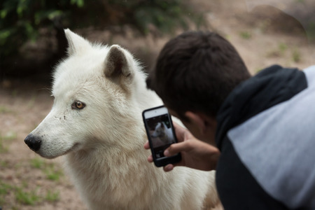 LA FLECHE, FRANCE - JULY 1, 2016: Visitor uses a smartphone to photograph the Arctic wolf (Canis lupus arctos), also known as the Melville Island wolf at La Fleche Zoo in the Loire Valley, France.のeditorial素材