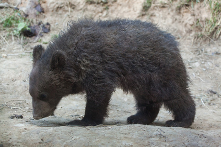 Newborn Kamchatka brown bear (Ursus arctos beringianus), also known as the Far Eastern brown bear.の写真素材