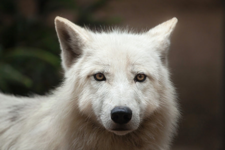 Arctic wolf (Canis lupus arctos), also known as the Melville Island wolf.の写真素材