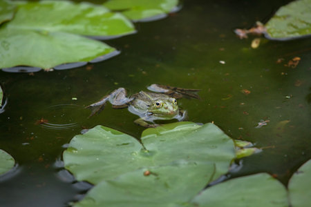 Marsh frog (Pelophylax ridibundus). Wildlife animal.の写真素材