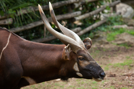 Eastern bongo (Tragelaphus eurycerus isaaci), also known as the mountain bongo.の写真素材