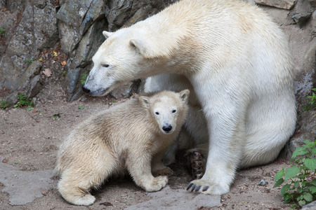 Six-month-old polar bear (Ursus maritimus) with its mother.の写真素材