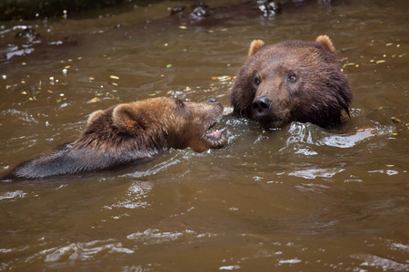 Kamchatka brown bears (Ursus arctos beringianus), also known as the Far Eastern brown bears fighting in water.の写真素材