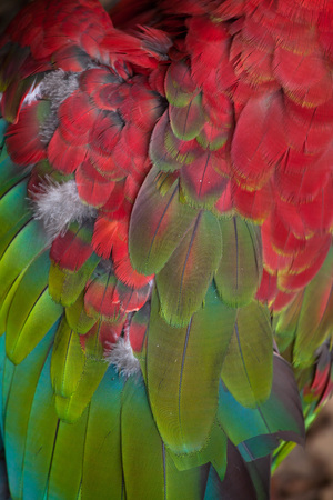 Green-winged macaw (Ara chloropterus), also known as the red-and-green macaw. Plumage texture.の写真素材