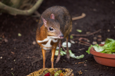 Java mouse-deer (Tragulus javanicus). Wildlife animal.の写真素材