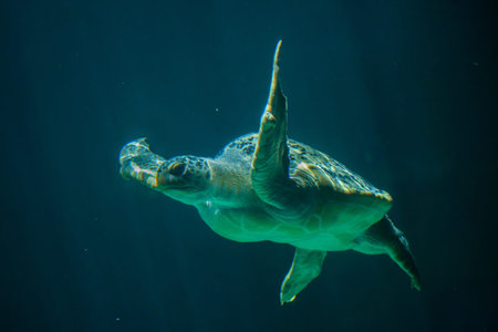 Green sea turtle (Chelonia mydas), also known as the green turtle.