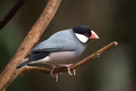 Java sparrow (Lonchura oryzivora), also known as the Java finch or Java rice sparrow.の写真素材