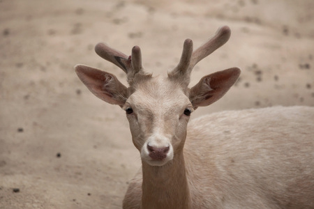 Fallow deer (Dama dama). Wildlife animal.の写真素材