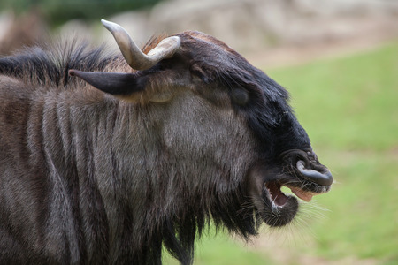 Blue wildebeests (Connochaetes taurinus taurinus), also known as the brindled gnu.の写真素材