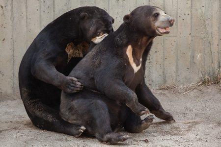 Malayan sun bears (Helarctos malayanus) have sex. の写真素材
