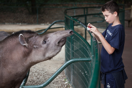 LES MATHES, FRANCE - JULY 4, 2016: Young visitor takes photos of the South American tapir (Tapirus terrestris), also known as the Brazilian tapir at La Palmyre Zoo (Zoo de La Palmyre) in Les Mathes, Charente-Maritime, France.のeditorial素材