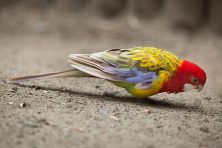 Eastern rosella (Platycercus eximius). Wildlife animal.