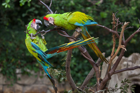 Great green macaw (Ara ambiguus), also known as the great military macaw or Buffon macaw.の写真素材
